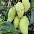 电商一件代发水果供应链