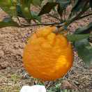 丑柑，春见园(孙平佳)