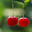 付俊红🍒