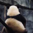 Panda.