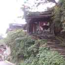 麦苗