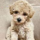 土豆本豆的钢琴谱