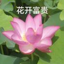 陈晓东的头像-秀琴曲谱网