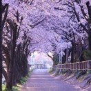 、e一刁的头像
