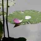 芙蓉