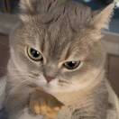 喵白桑的钢琴谱