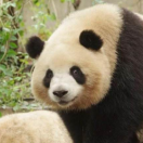 抄底的