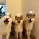 的头像-超级会员网