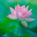 妙若（小莓）