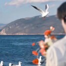 zz_hk-棉花糖网络安全资源站