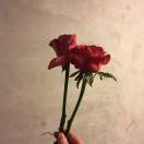 ☞蓮♧伈☜的头像 