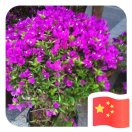 爱哭的毛毛虫19564