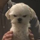 曼彻斯特求租