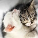 Meow-cg男孩