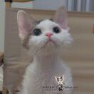 小白的德文卷毛猫们头像