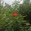 金铮(代理梅花味精、牧牛羊牛油)