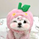 橘柚的头像-博士钣金 - www.bsbanjin.com