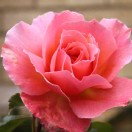 England Rose