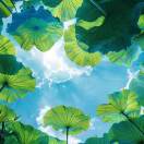小花-龙猫科技站