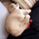 小迪
