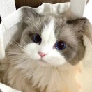 烦烦烦-吾爱GM手游