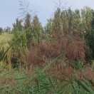 天道酬勤 标准传播者的头像-熵减岛