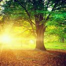 洒满阳光的土地