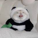 用户98544416的头像-长游分享网