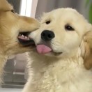 喵呜的头像