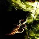 亚洲阿轲的头像-混音中国