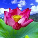 輕風(fēng)入巷