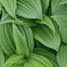 余新农贸市场成晓明