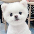 吴宏