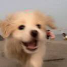 李李李