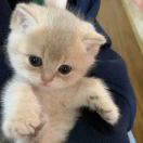 灰灰莫得感情的头像-音创社AI SonoCraft丨科技改变未来