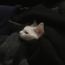 神经猫