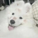 安艺惠.