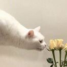 大喜要开心头像