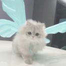 雪梨的头像 - 校园论坛