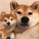 刘先生的头像
