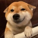 天闪星的头像-cok论坛 - AGREE动漫游戏