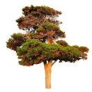 念秋天的头像-87副业网