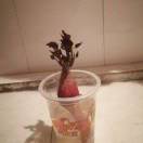 易水寒