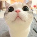 威尔55的头像_Qpipi