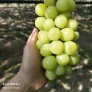 以我之姓，冠你之名