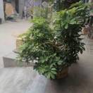 wx_陈兆英28