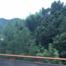 wx_树林间11