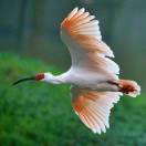 马德科。洋县朱鹮