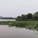 梅 
