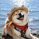 凪  风平浪静头像